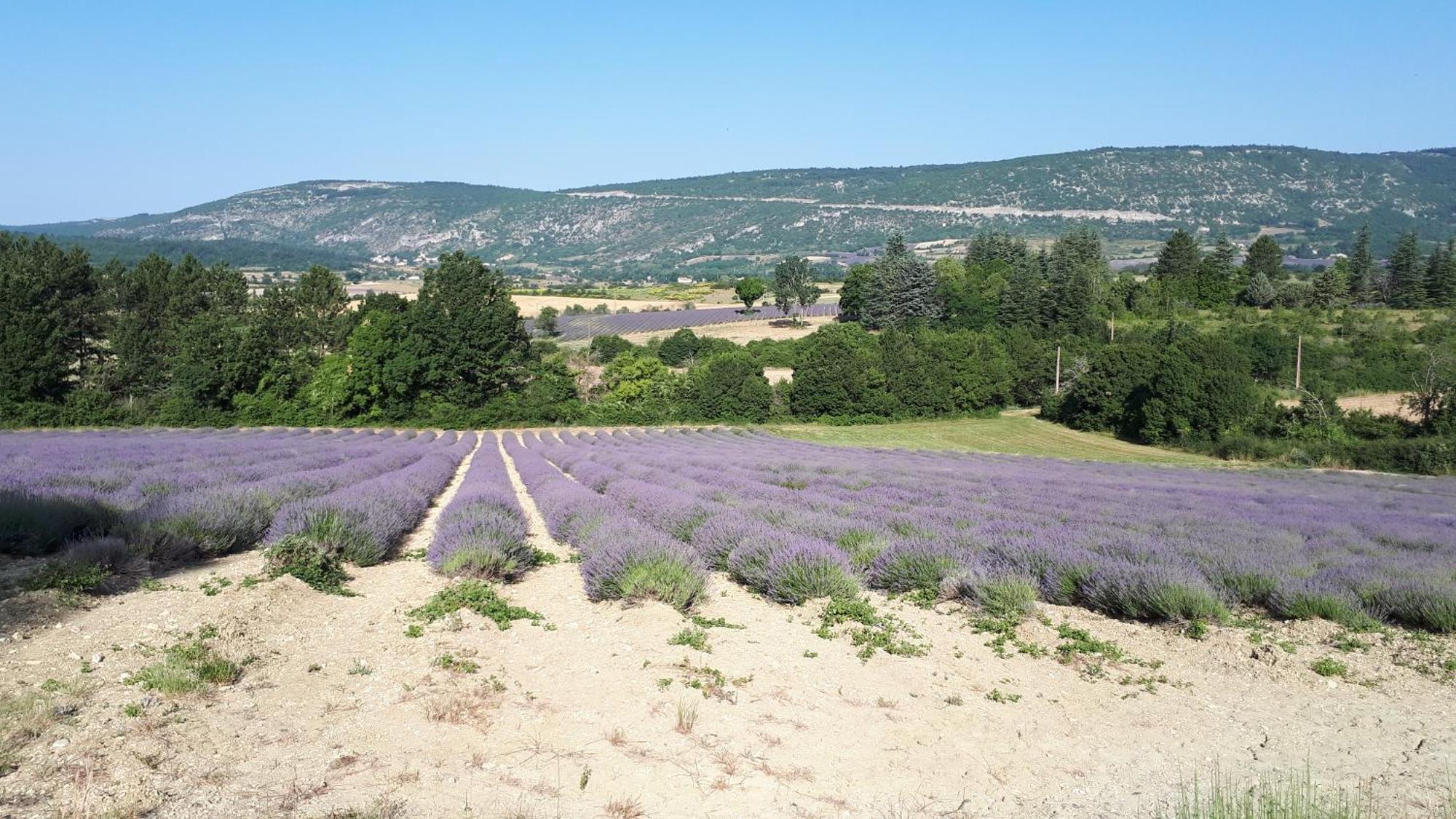 Le Grain De Lavande - Mont Ventoux Sault-de-Vaucluse Exterior photo